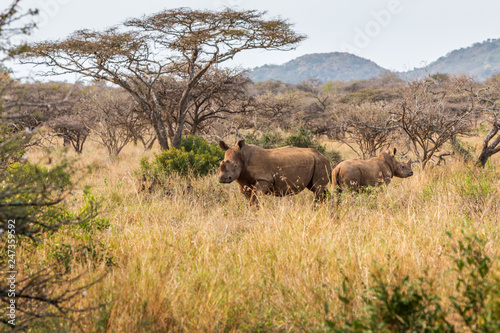 Mother Rhino with child