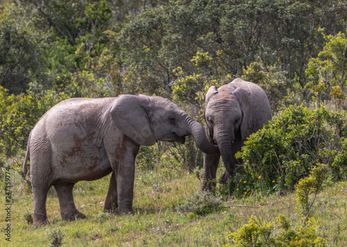 2 Young elephants playing