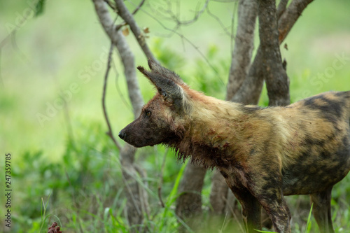 Endangered African wild dogs in and around a kill