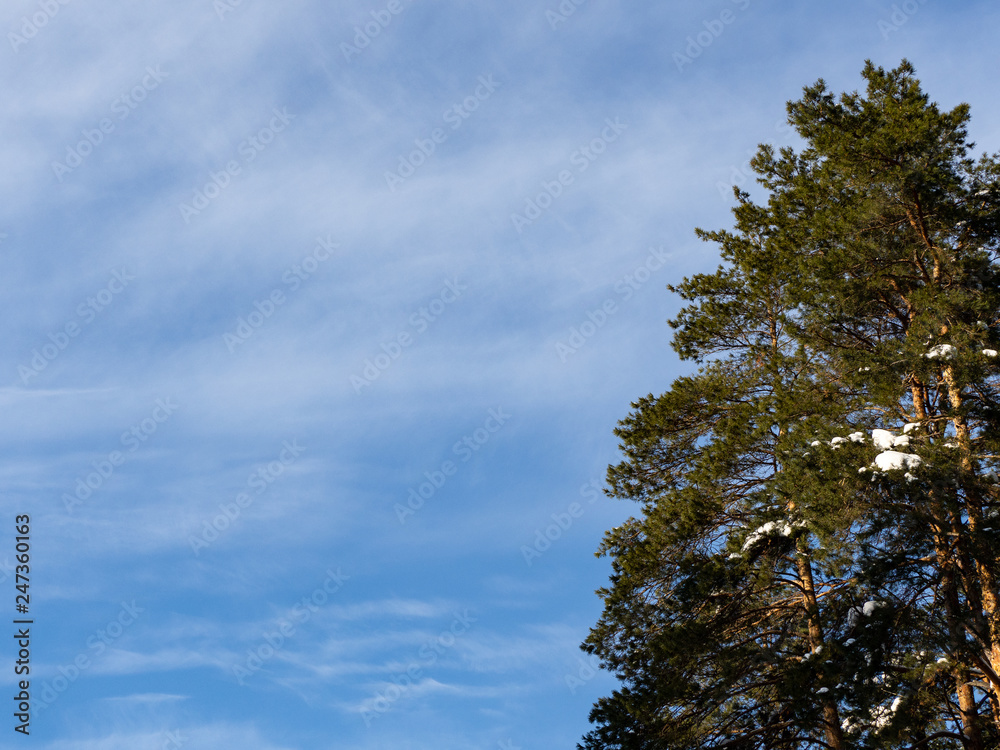 Top of a green pine against the light blue sky. Bottom view. Top of a green pine against the light blue sky. Bottom view.
