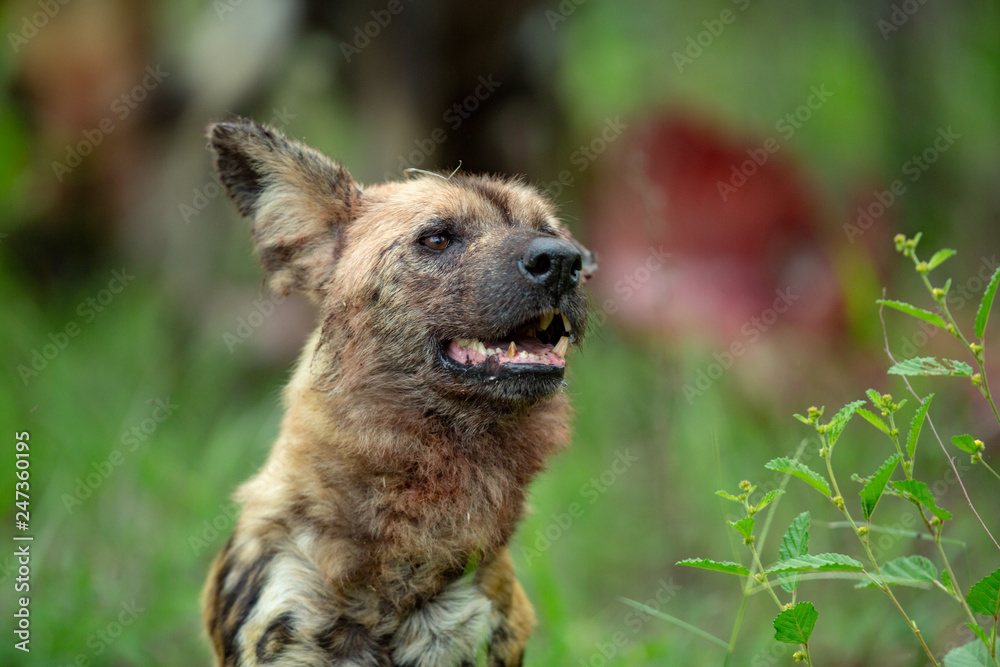 Wild dog showing some teeth as stands up