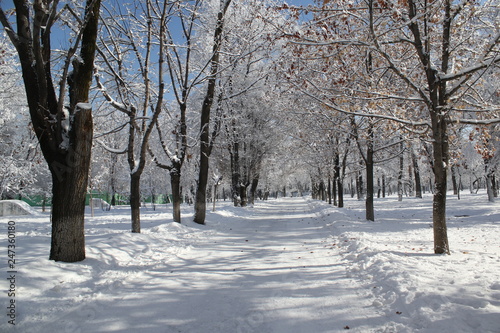 clear winter day in the park