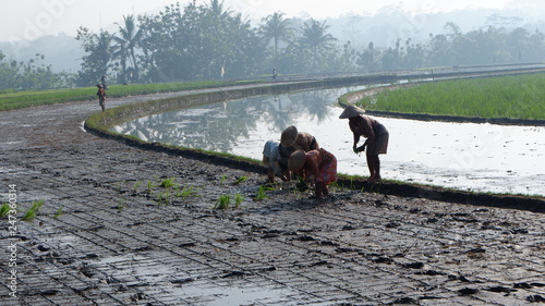 people are planting rice in the rice fields in the morning