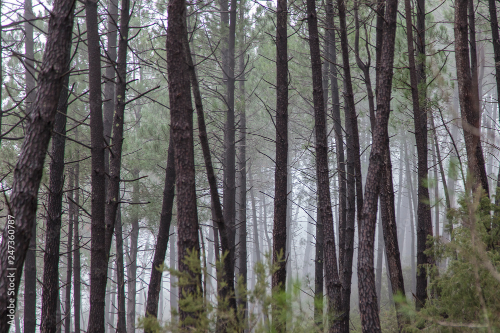 Mist in the forest near  Saint Jean du Gard in France.