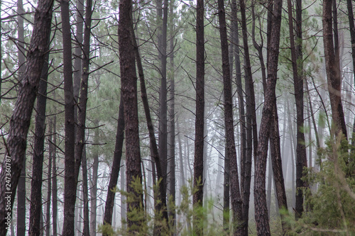 Mist in the forest near Saint Jean du Gard in France.
