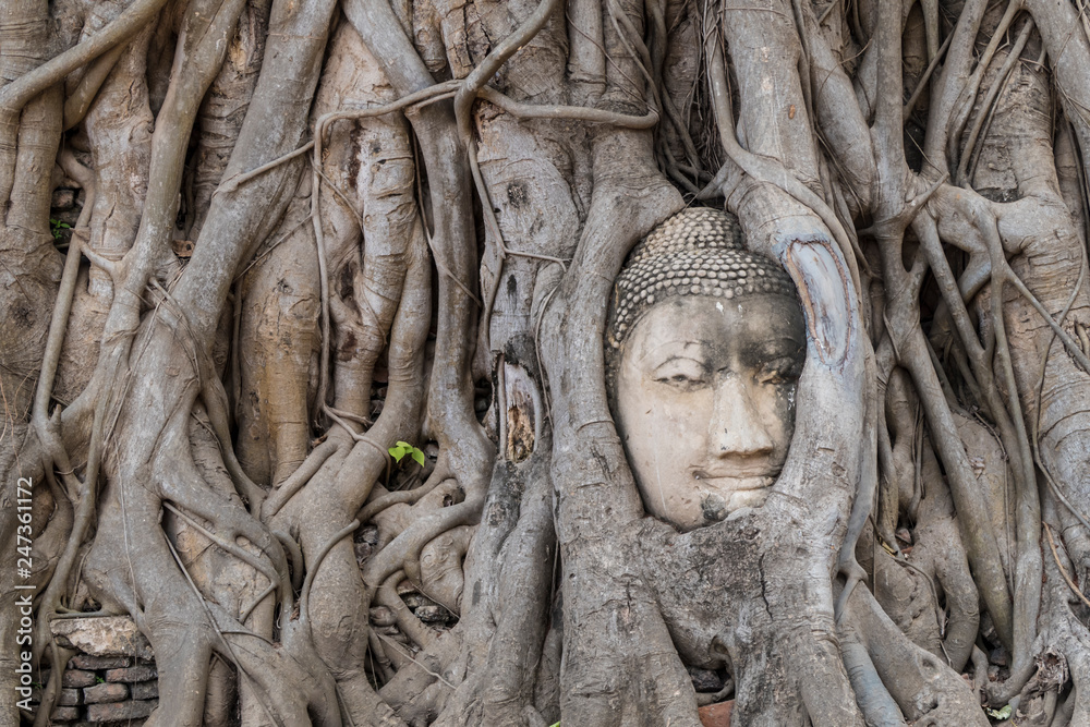 Eingewachsener Buddha-Kopf, Ayutthaya
