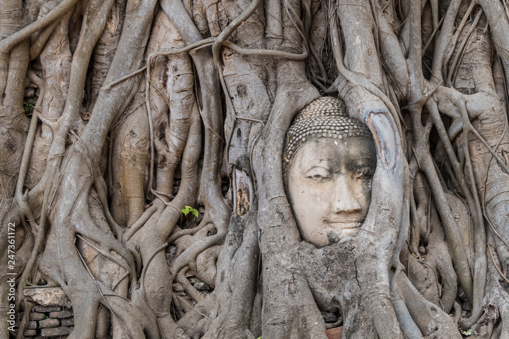 Eingewachsener Buddha-Kopf, Ayutthaya Eingewachsener Buddha-Kopf, Ayutthaya