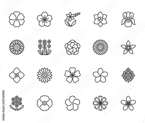 Flowers flat line icons. Beautiful garden plants - sunflower, poppy, cherry flower, lavender, gerbera, plumeria, hydrangea blossom. Thin signs for floral store. Pixel perfect 64x64 Editable Strokes