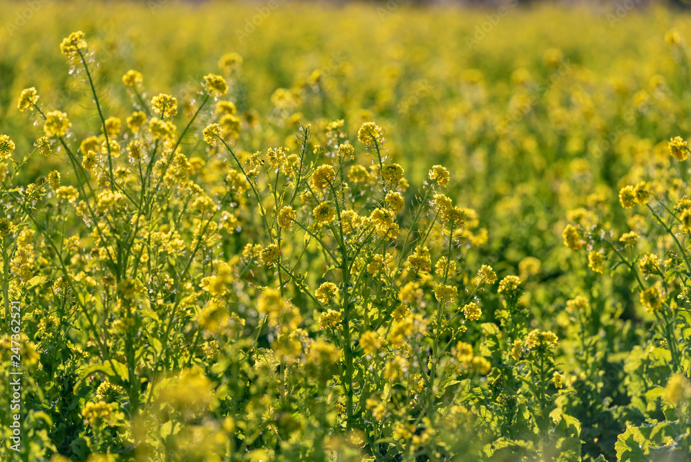 Fototapeta premium Rapeseed field, Blooming canola flowers