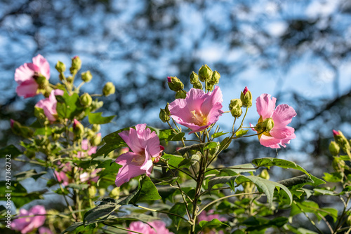 Pink cotton rose flower