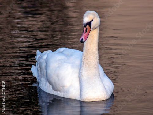 łabędź