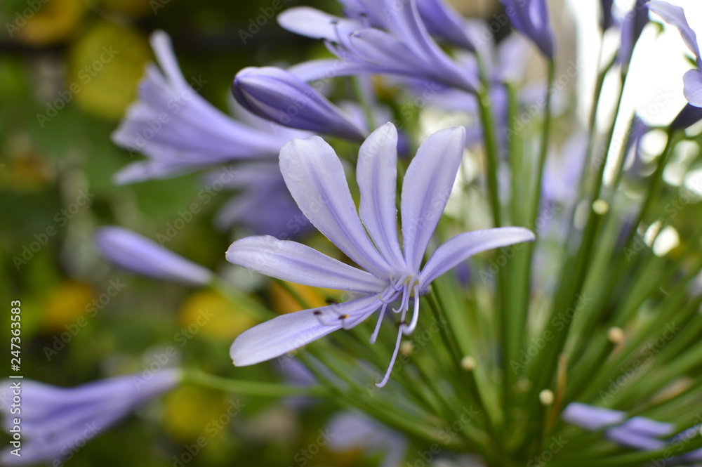 spring flowers in the garden spring flowers in the garden