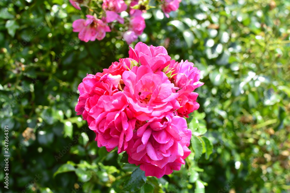 spring flowers in the garden