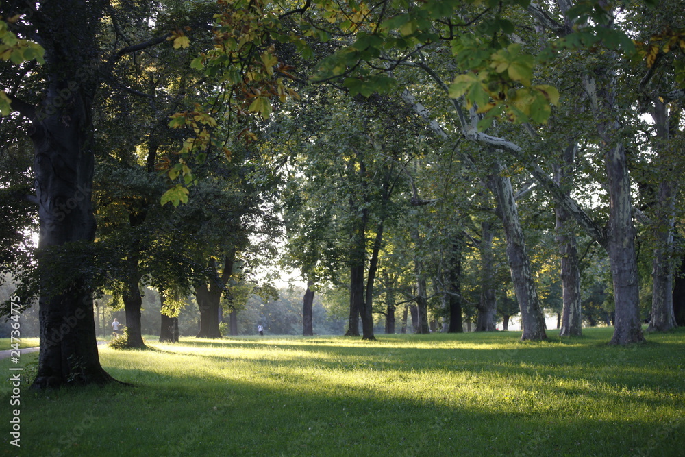 Park Landschaft mit grossen, alten Bäumen und Wiese im Gegenlicht im Sommer in der Natur