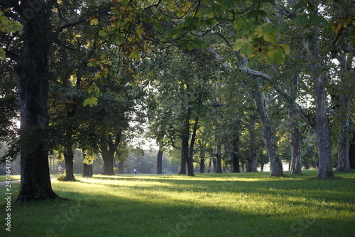 Park Landschaft mit grossen, alten Bäumen und Wiese im Gegenlicht im Sommer in der Natur