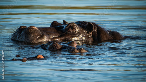 Ansichten eines Hippos photo