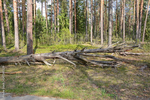 Trees broken by strong wind in the forest