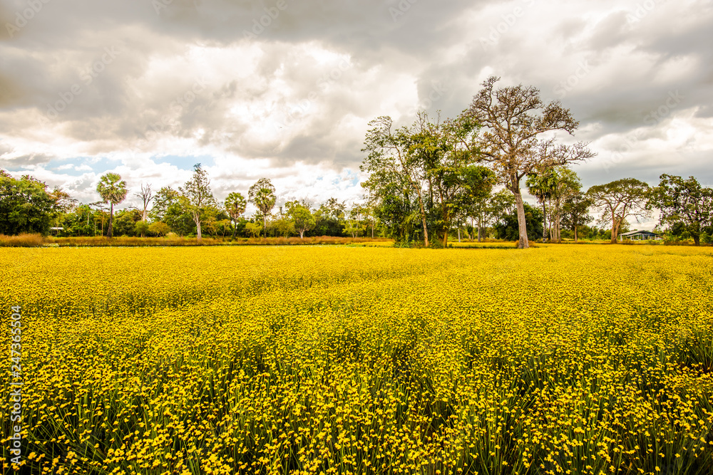 Obraz premium Yellow Flower Field3