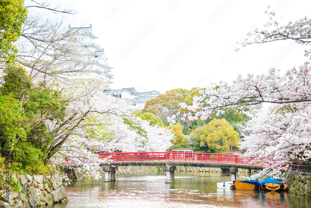 Himeji castle with cherry blossom Sakura blooming in Hugo