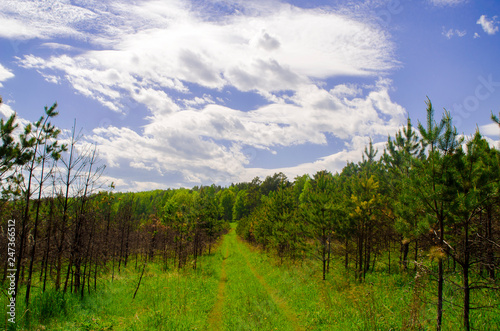 Small green conifers and blue sky