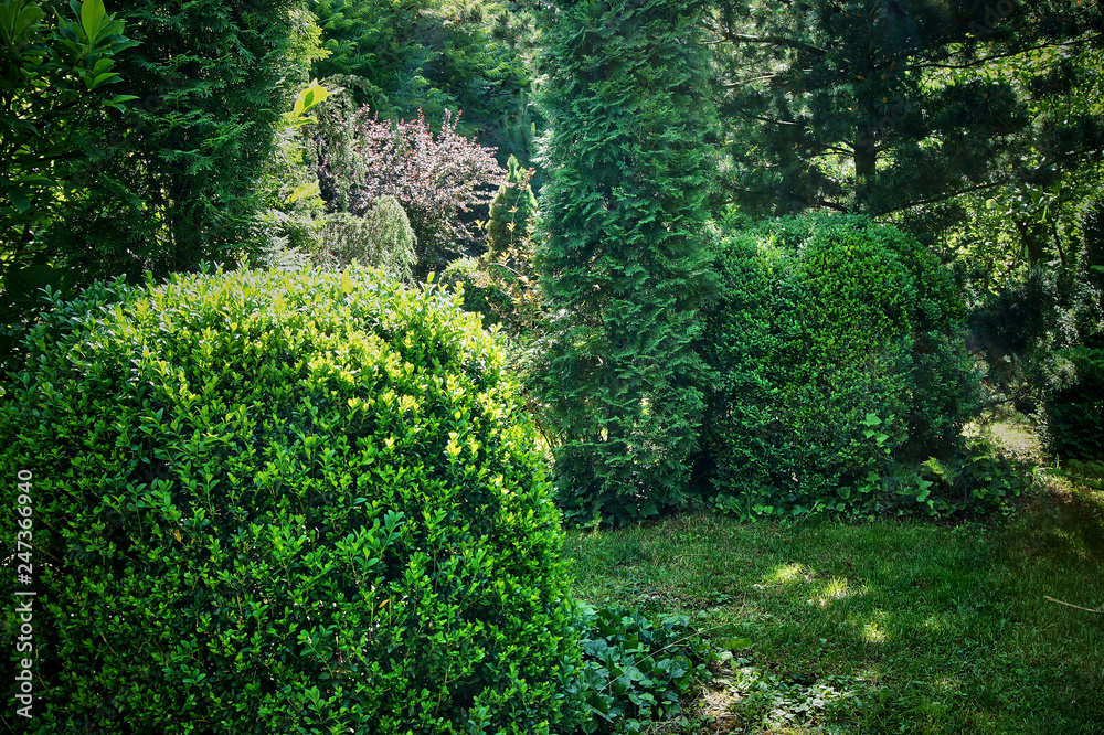 Fototapeta premium The box is ordinary, European box or box, a kind of evergreen shrub among the evergreens of a beautiful garden. Hedging, landscape design background. Green branches of boxwood. Selective focus