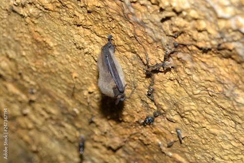 Bat Nathusius pipistrelle (Pipistrellus nathusii)