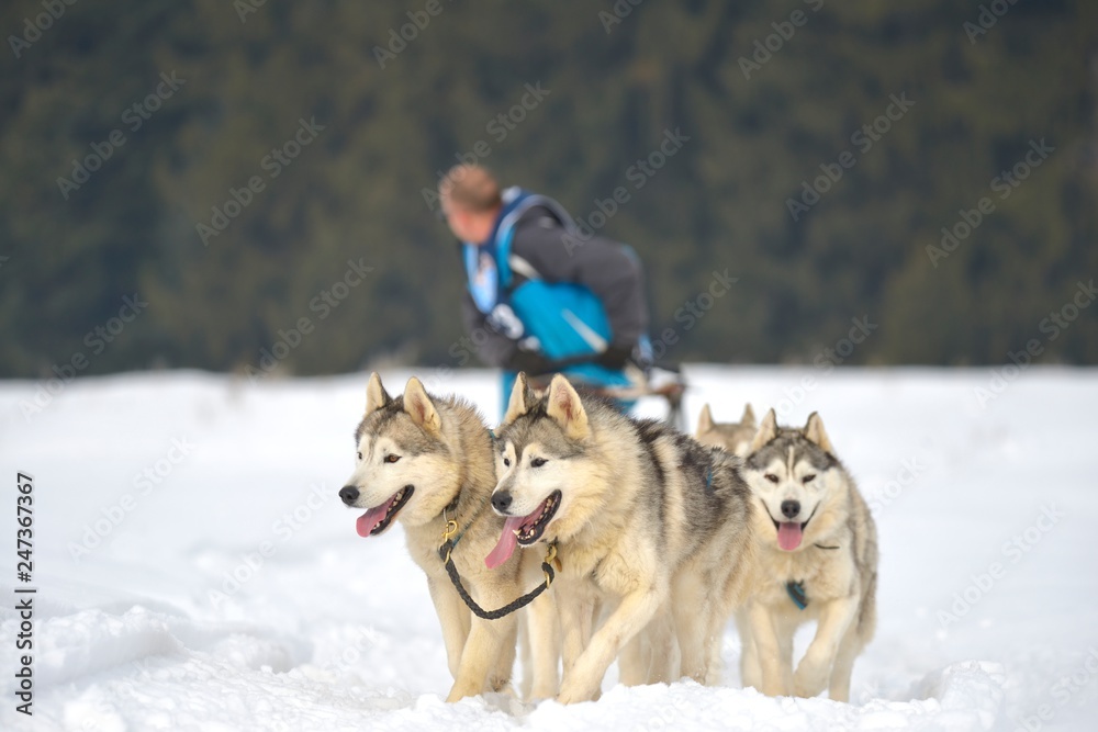 TUSNAD, ROMANIA - february 02: portrait of dogs participating in the Dog Sled Racing Contest. On February 02, 2019 in TUSNAD, Romania TUSNAD, ROMANIA - february 02: portrait of dogs participating in the Dog Sled Racing Contest. On February 02, 2019 in TUSNAD, Romania