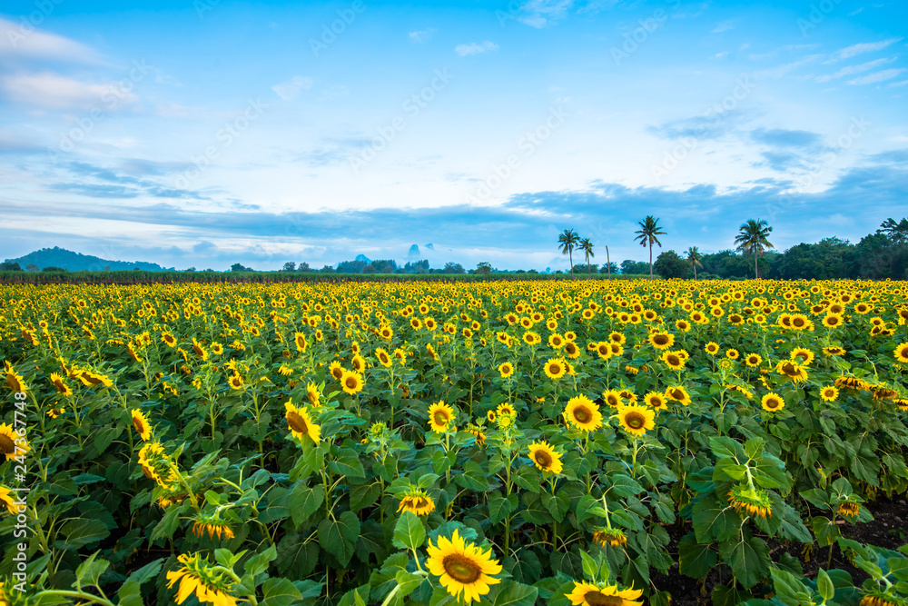 Sunflower field5