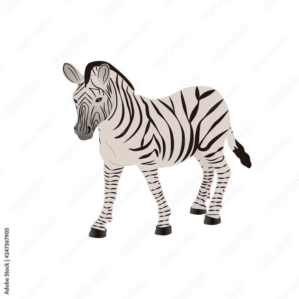 Obraz premium Zebra vector illustration