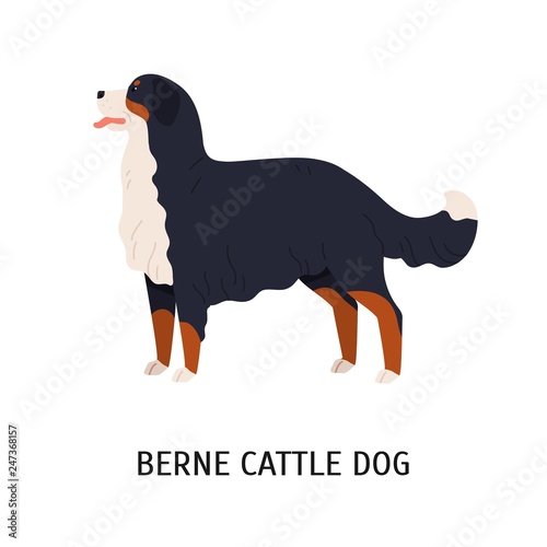 Bernese Cattle Dog or Berner Sennenhund