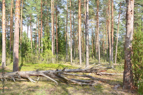 Trees broken by strong wind in the forest