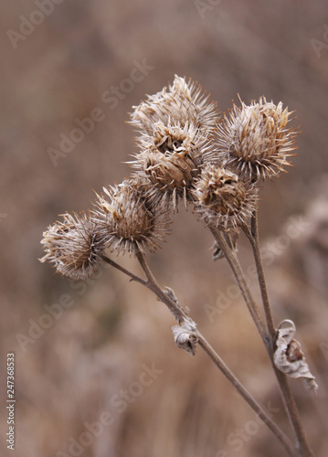 Dry thistles.