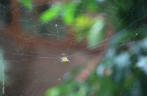 Closeup of a yellow wide spider at the middle of cobweb. The natural way of life. 