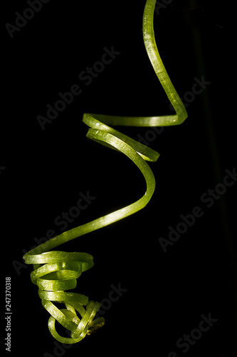 green, leaf Sprigs