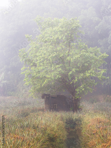 Tree in the morning Mist