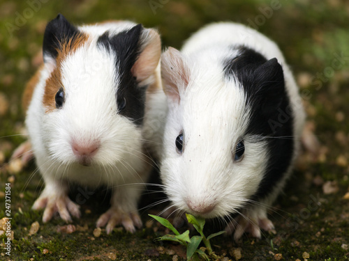 guinea pig