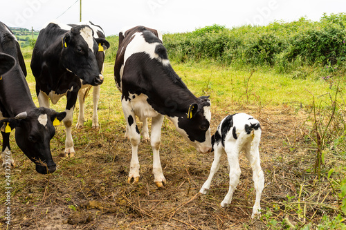 Obraz na płótnie Cows with a clave in a meadow in the countryside England