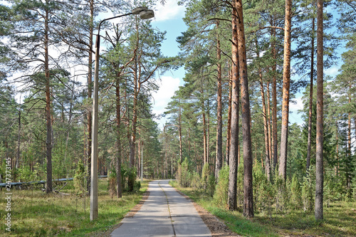 Road through pine forest