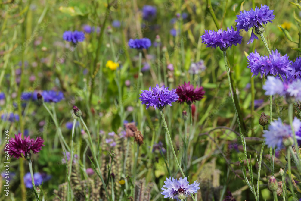 Kornblume, cornflower, Centaurea cyanus Kornblume, cornflower, Centaurea cyanus