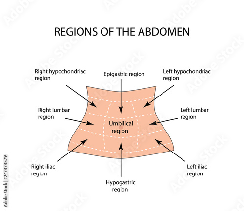 Abdominal Region. Vector illustration on isolated background photo