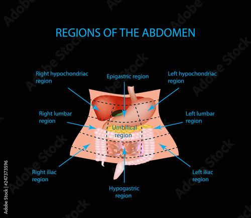 Abdominal Region. The liver, gallbladder, pancreas, stomach, duodenum, intestine, small intestine, large intestine, colon, rectum, apendiks, cecum.  photo