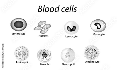 Blood cells. Set of monochrome cells. Red blood cells, platelets, leukocytes, lymphocytes, eosinophils, neutrophils, basophils, monocytes. Infographics. Vector illustration on isolated background