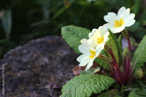 Primula vulgaris, yellow primroses