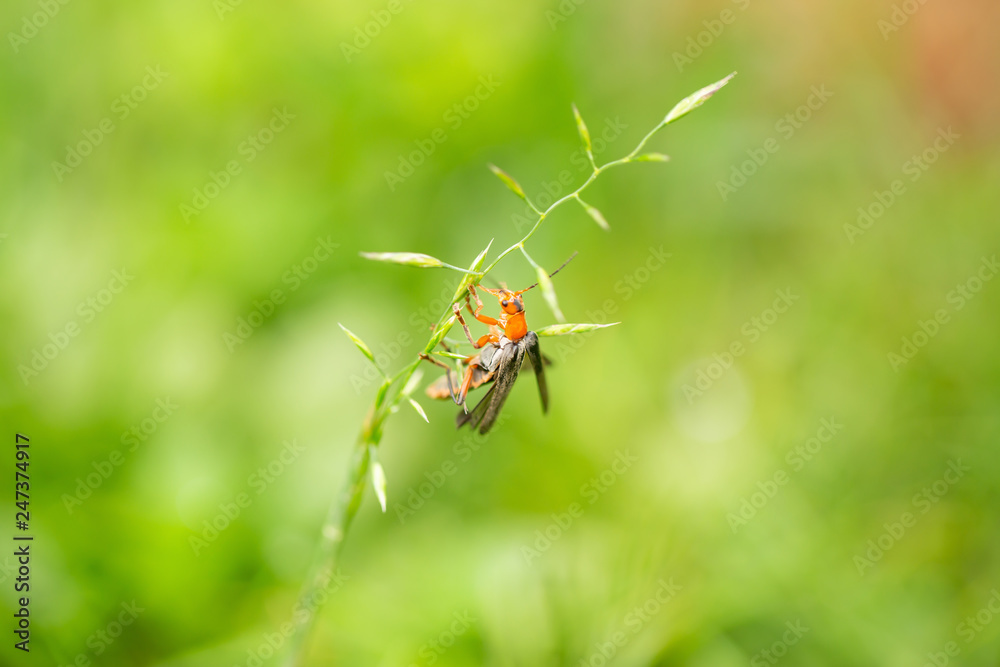 Fototapeta premium A soft-beetle on a green leaf in front of green background