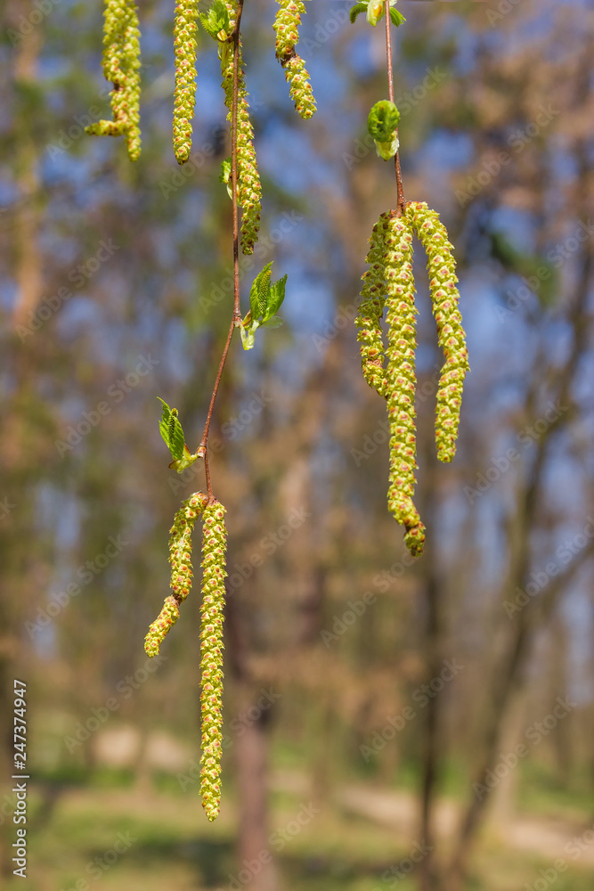 Naklejka premium Birch branches with young leaves, male and female catkins