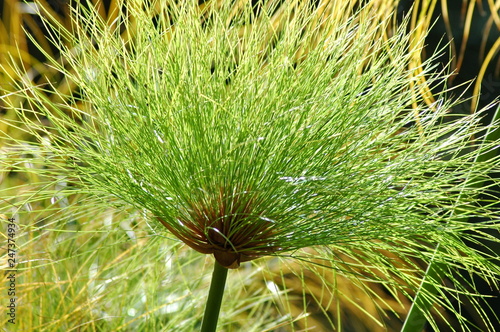 closeup of needles