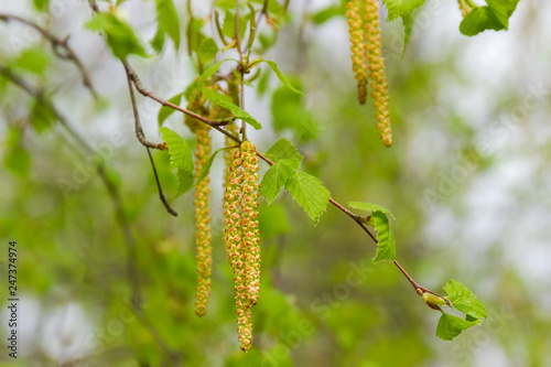 Birch branches with young leaves and catkins on blurred background © An-T