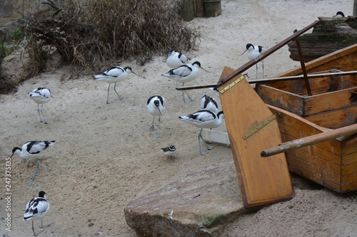 many pied avocet on the beach near a boat