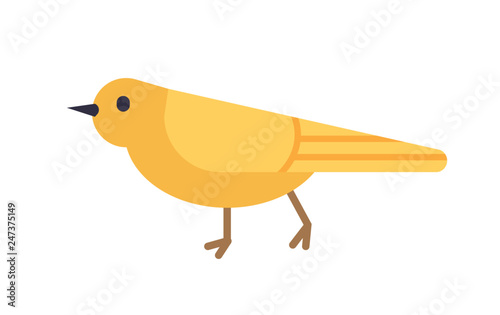 Yellow canary isolated on white background