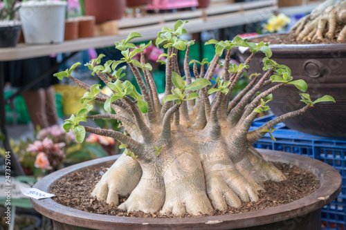 Adenium arabicum tree.Common names include Sabi star, kudu, mock azalea, impala lily and desert rose. photo